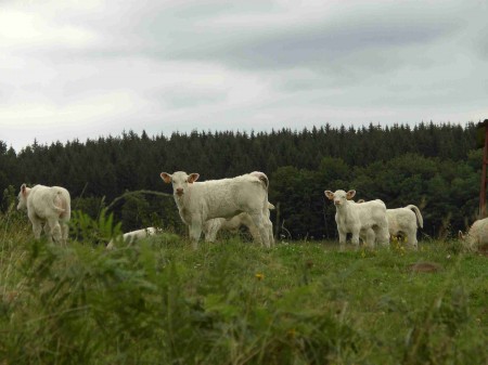 Veaux charolais